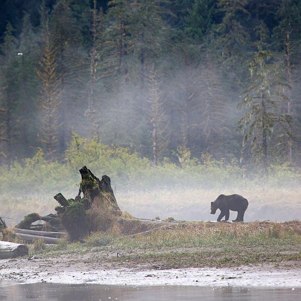 Grizzly at dawn.jpg